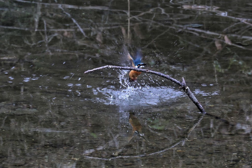 Splash!!