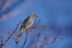 鳥と遊ぶ７