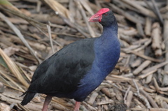 PUKEKO５