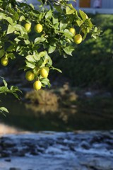 Lemon tree