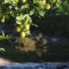 Lemon tree