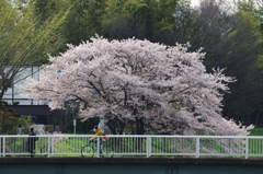 春満開