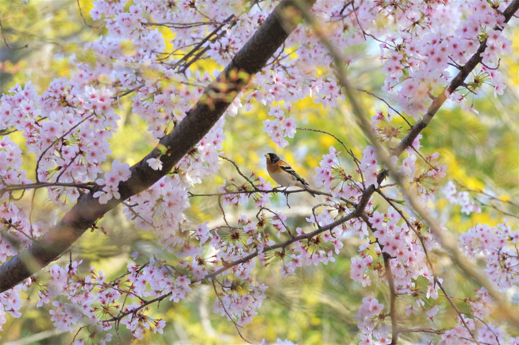 アトリと桜