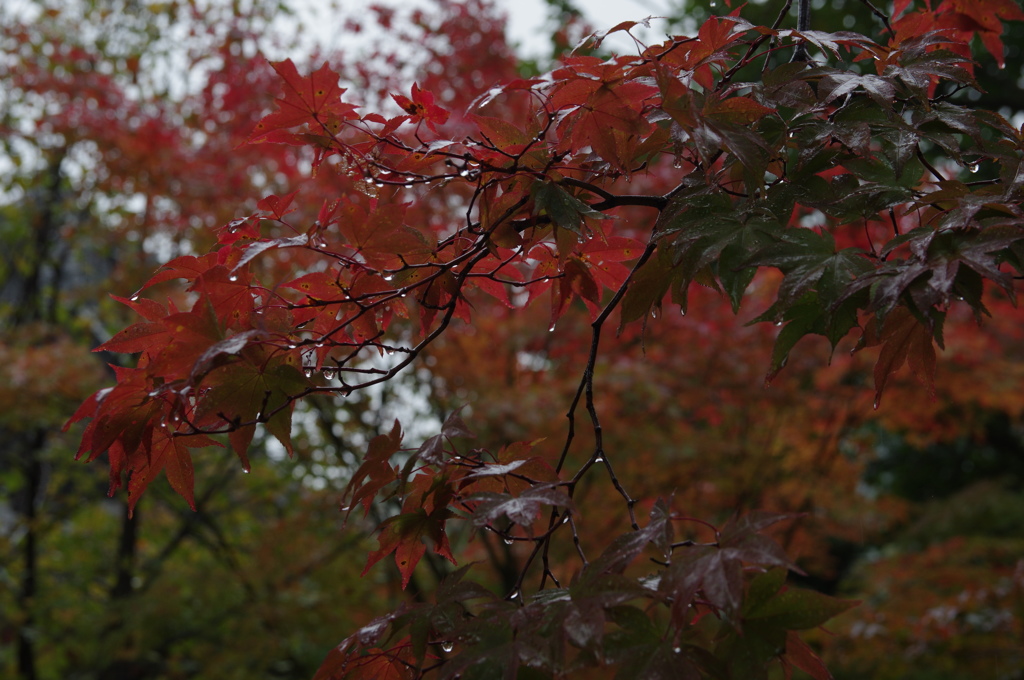 雨の紅葉