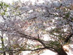 見収め桜