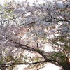 見収め桜