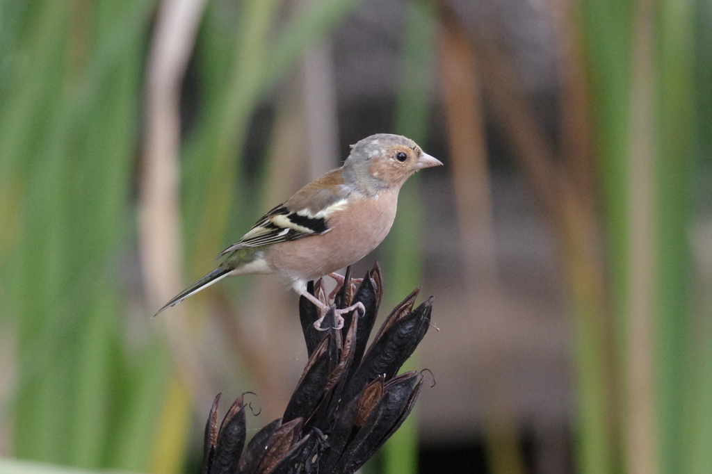 A bird in NZ 2