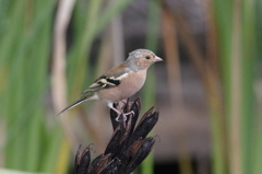 A bird in NZ 2