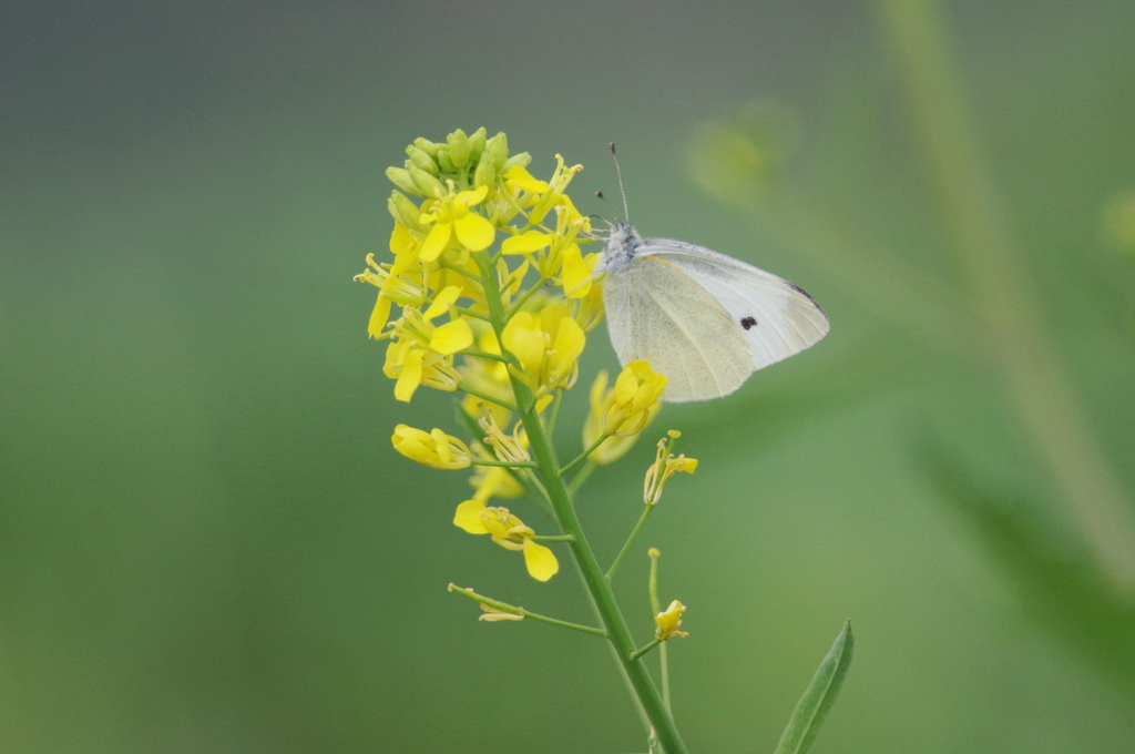 菜の花とモンシロチョウ