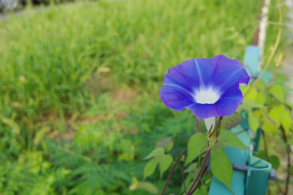 朝顔２