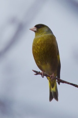 Oriental Greenfinch