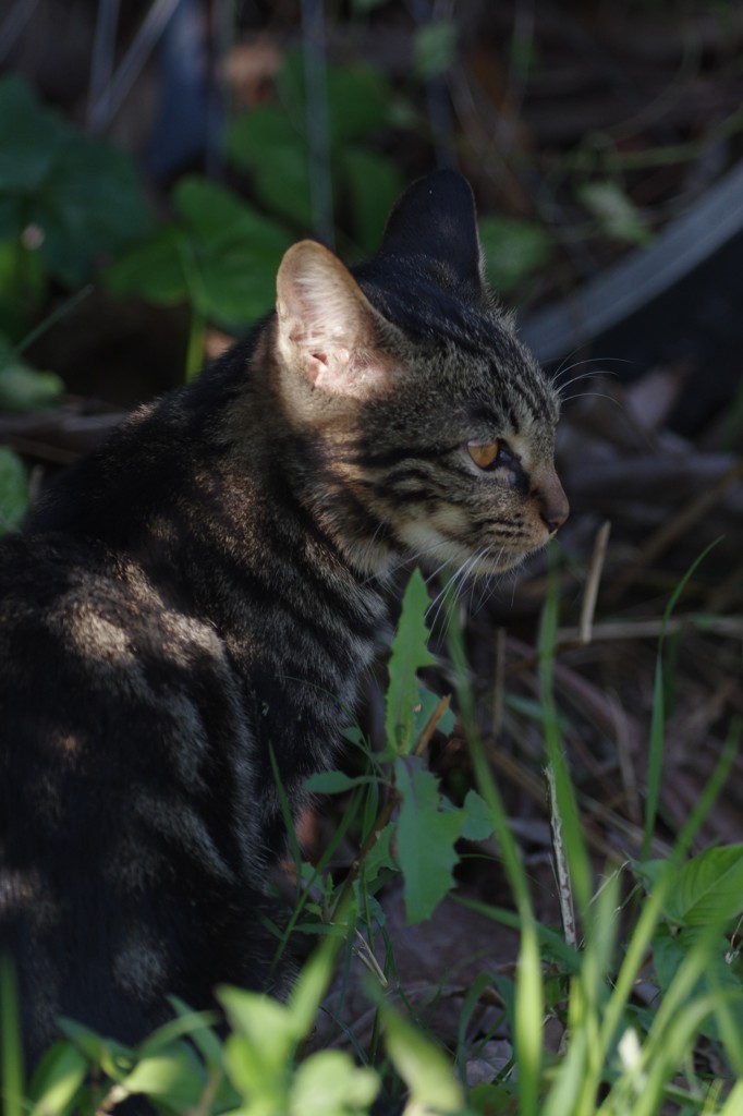 猫耳