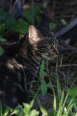 猫耳