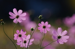 秋桜２