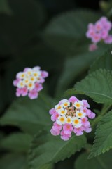 川沿いの花