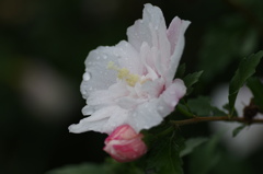 雨に濡れて