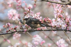 春