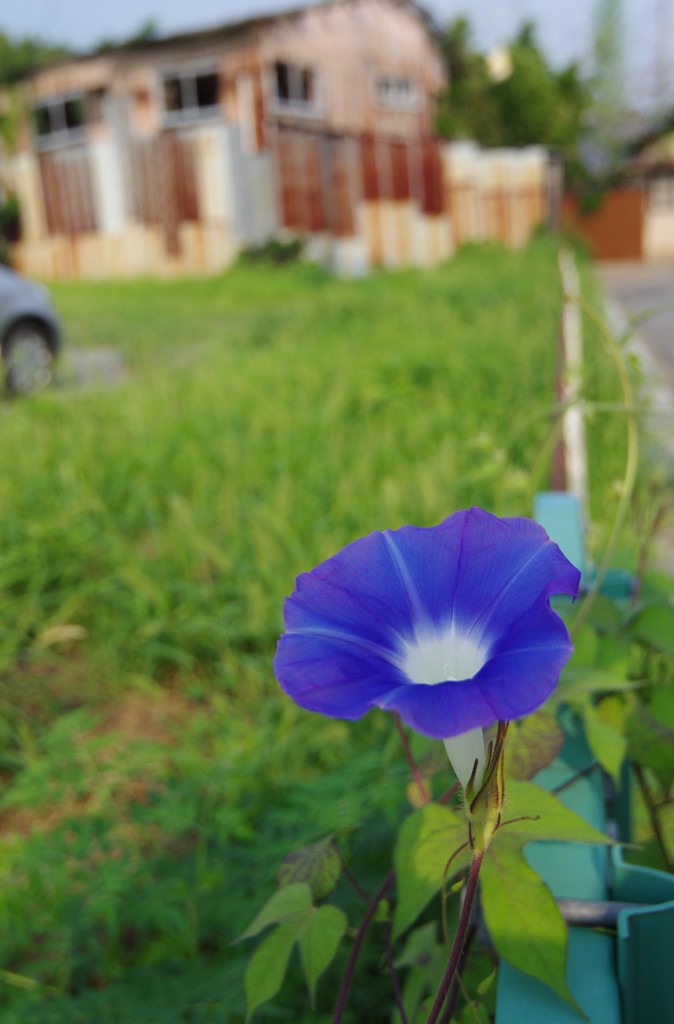 朝顔１
