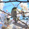 桜とメジロ