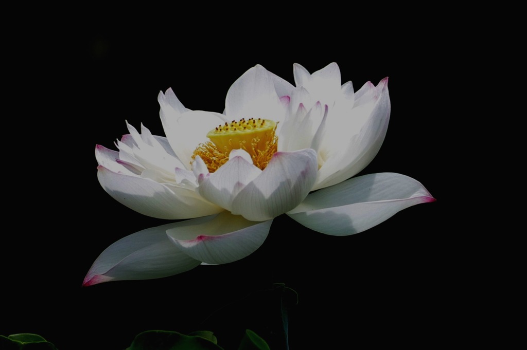 蓮７