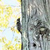 コゲラ２