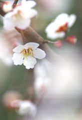 春の梅