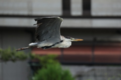 アオサギ　飛ぶ２