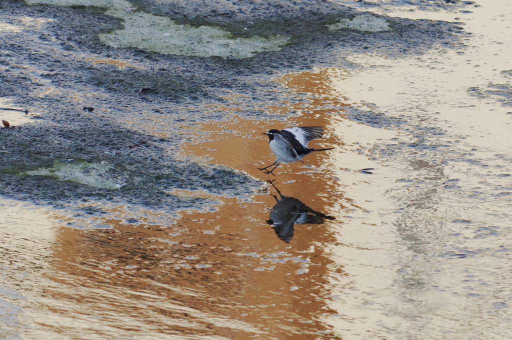 セグロセキレイ５