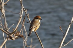 冬の鳥たち　百舌鳥