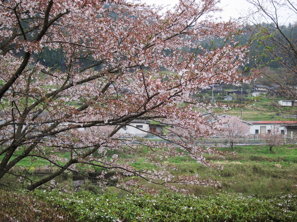 桜舞う