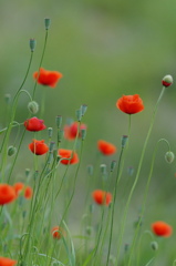 poppy (1)