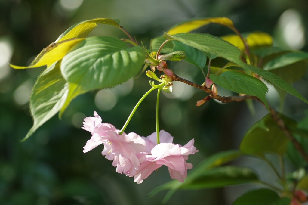 春の花９