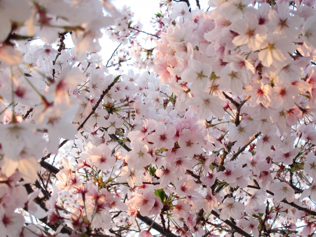 満開の桜