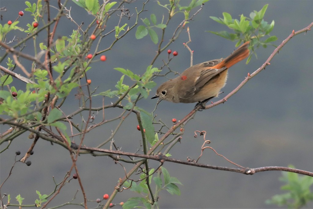 尉鶲♀赤い実３