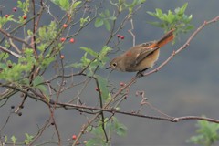 尉鶲♀赤い実３
