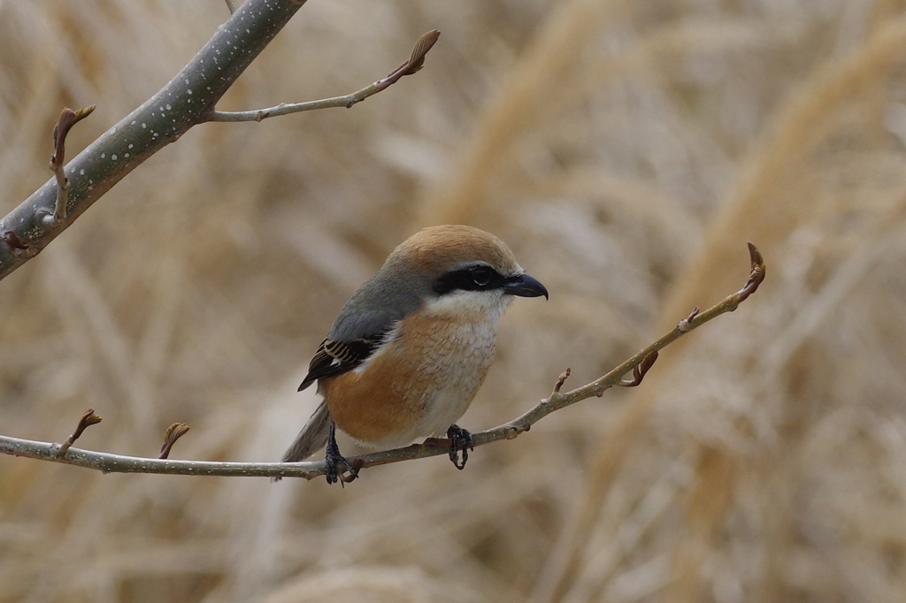 百舌鳥君６