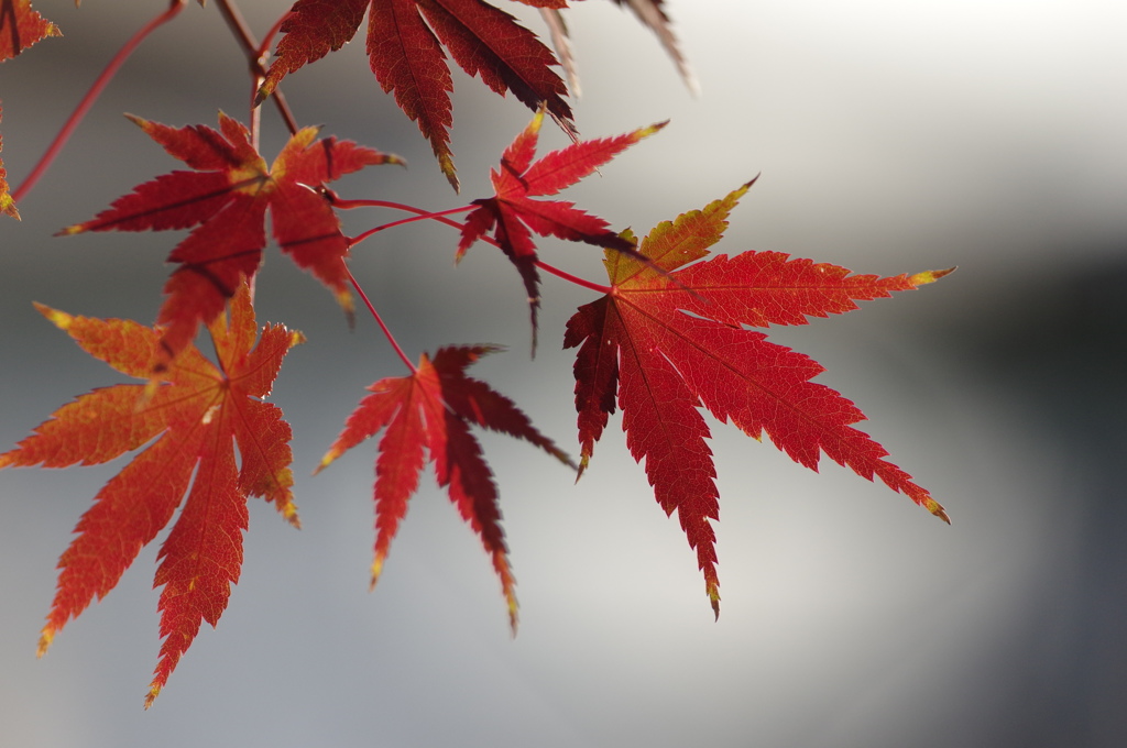 紅葉