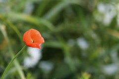ひなげしの花