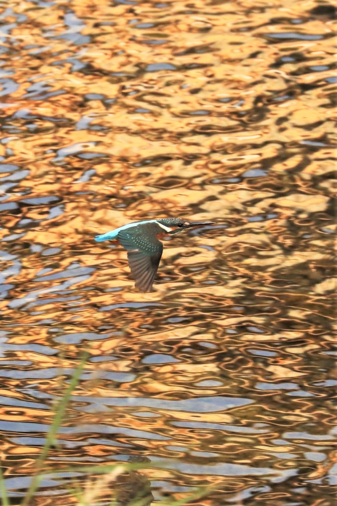 川面に映えて