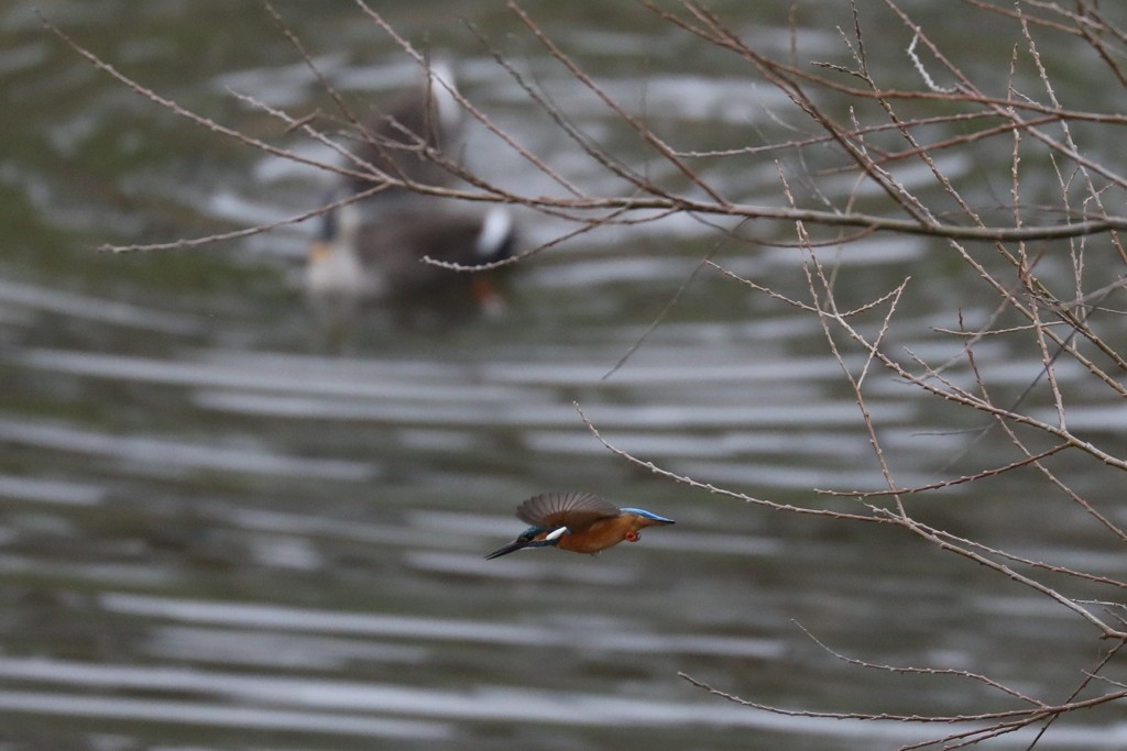 kingfisher3