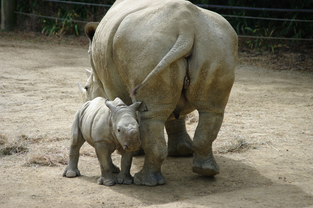 ハミルトン動物園のサイのあかちゃん