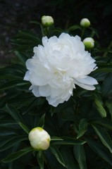 芍薬（シャクヤク）