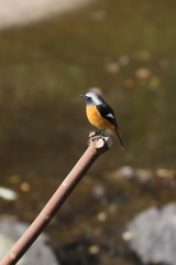 秋のジョー１