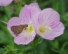 月見草とセセリ