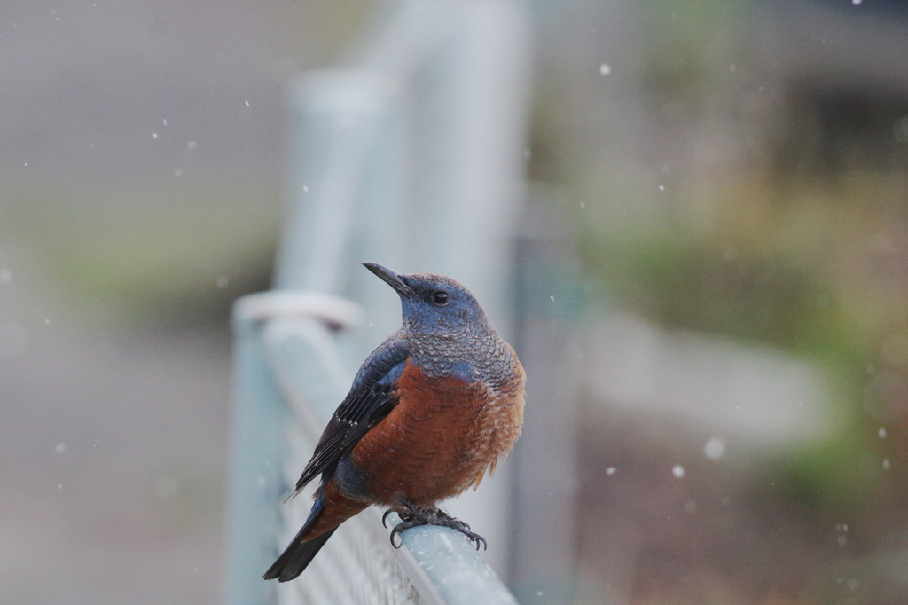 雪だね