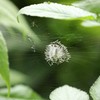ナガコガネグモ幼体　裏