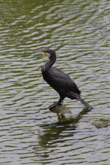 カワウ２