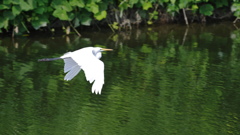 野鳥のいる風景６　シラサギ