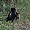 猫の親子２