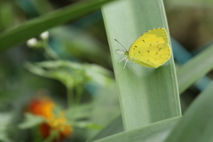 階下の花